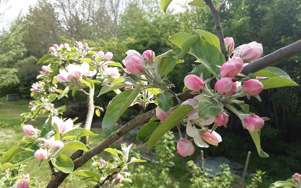 Kristofferskolen_blomstrer